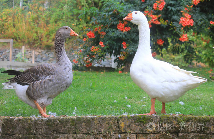 石墙上的一对鹅