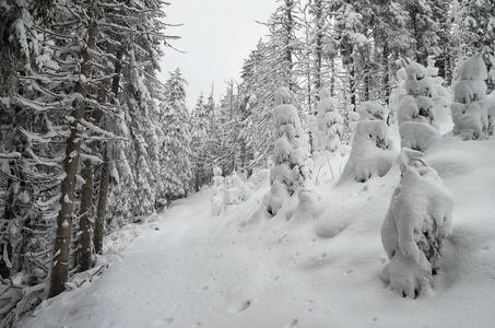 冬天风景与森林在雪。山路在山谷