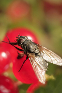 苍蝇很宽敞。两只翅膀的昆虫。令人惊叹的昆虫和甲虫世界。乌克兰西部的性质