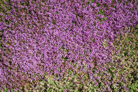 百里香花质地好自然背景