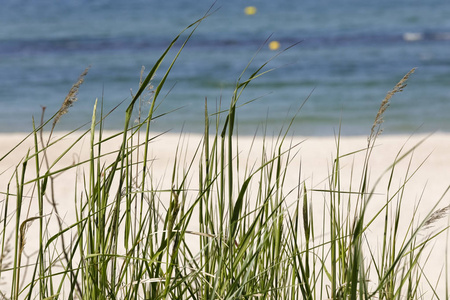波兰 Kolobrzeg 波罗的海海滩沿岸的沙地上的野生牧草