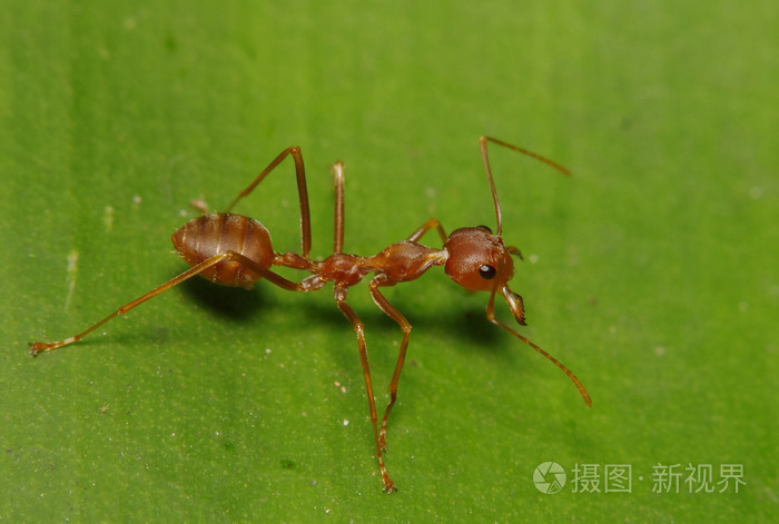 在绿色的叶子和树上的小蚂蚁