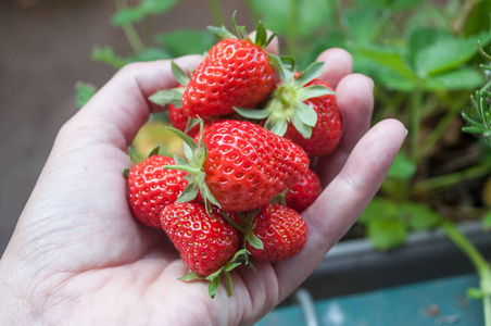 草莓在阳台上的花园里的手