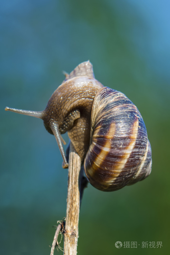 在树枝上的蜗牛