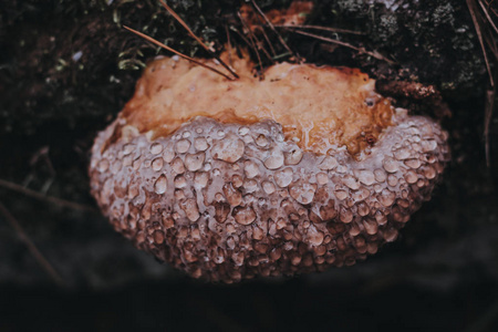 露水中的木霉菌图片