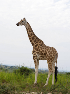 Rothchilds 长颈鹿, Giraffa 鹿豹座 rothschildi, 单一哺乳动物, 乌干达, 2018年8月