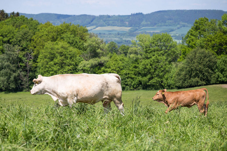 白色与犊牛在牧场上放牧的牛