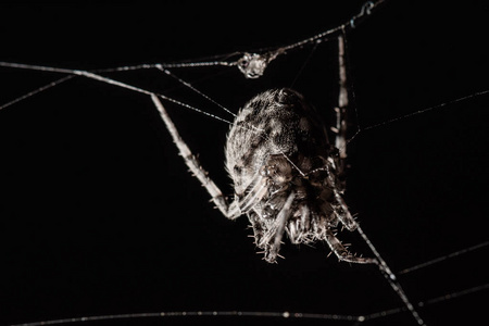 大蜘蛛创建一个蜘蛛网在孤立的黑色背景, 肖像宏观性质的野生动物