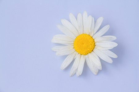 美丽的雏菊花躺在白色的背景塑料