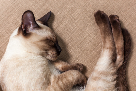 猫睡着了的图片