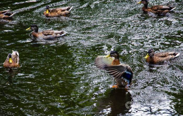 鸭子在池塘里溅起水花, 周围都是亲戚。