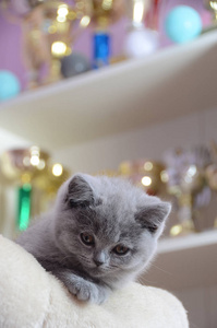 小可爱的灰色英国小猫休息