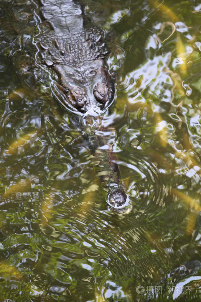 在水中新加坡鳄鱼游泳
