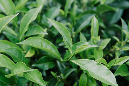 绿茶芽和新鲜的叶子。茶园。场的小深度