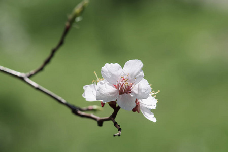 杏树开花