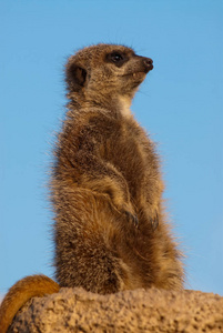 沼狸或猫鼬 Suricata suricatta