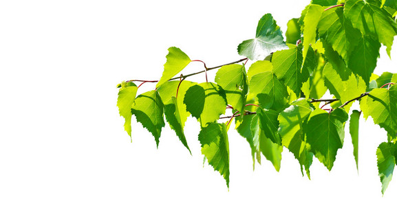 绿色的白桦树上的叶子在白色背景上照片