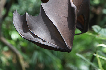 蝙蝠挂在一根树枝，新加坡