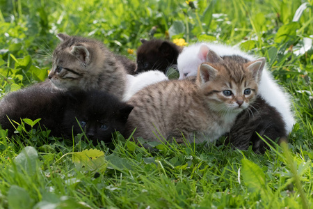 小猫在草丛中的组
