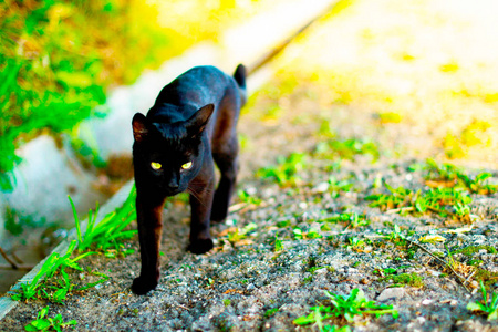 绿眼黑猫偷偷溜进绿地里图片