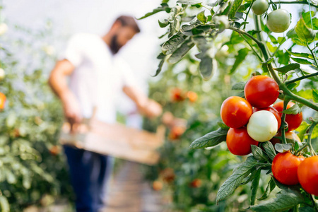 温室番茄的收获成熟