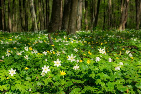 春天森林里的白花