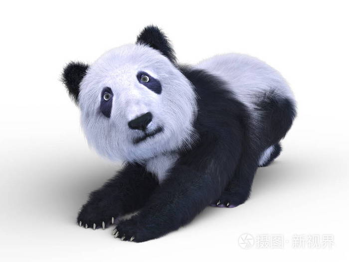 一只熊猫的3d Cg 渲染 照片 正版商用图片0ro3bq 摄图新视界 一只熊猫的3d Cg 渲染 照片 正版商用图片0ro3bq 摄图新视界