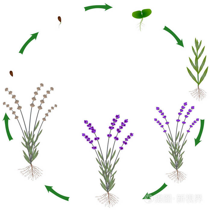 白色背景薰衣草植物的生命周期