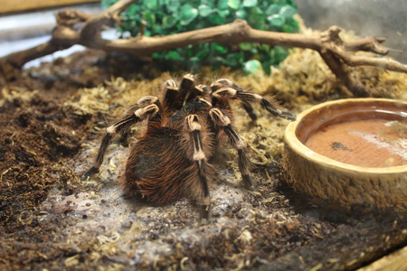 大蜘蛛蛛 brachypelma