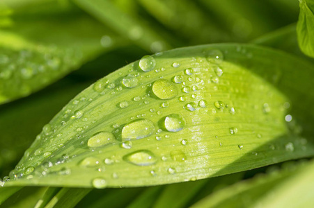阳光明媚的日子, 露珠雨点洒在绿叶上照片