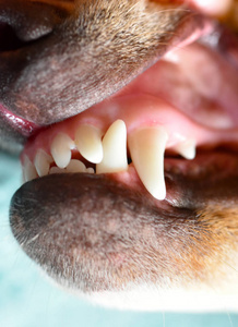 狗的牙齿图片大全集图片