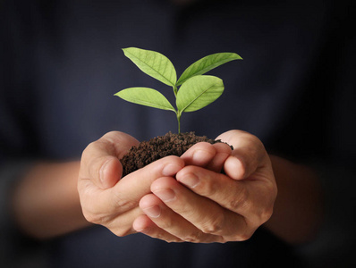 从植物生长在手的概念图片