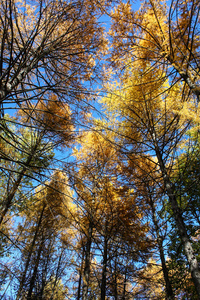秋天的树木和蓝蓝的天空