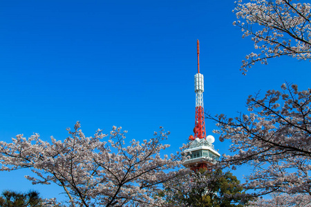 宇都宫塔在樱花