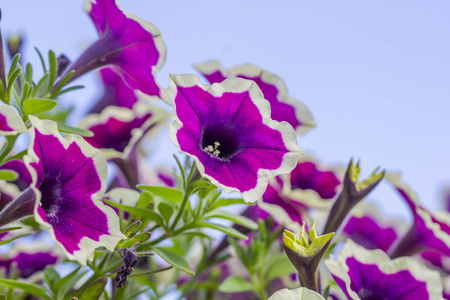 花园里的一朵矮牵牛花 petunien