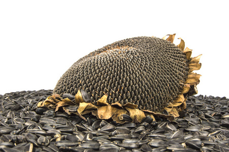 堆的向日葵种子图片