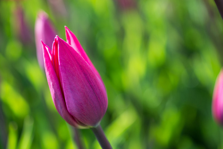 在自然界中春天的粉红色郁金香