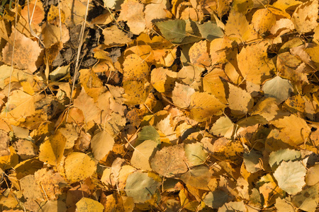 黄色的叶子躺在地上的背景上