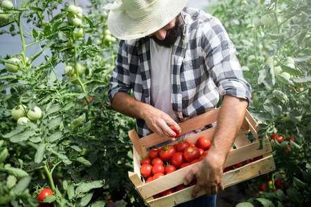 从花园里温室采摘新鲜西红柿的男性英俊农民
