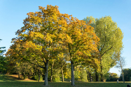 多彩的秋天的树木公园里的蓝蓝的天空