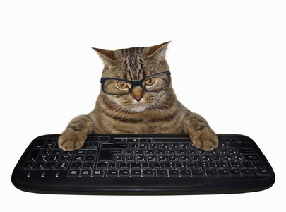 戴眼镜的猫按下电脑键盘的按键。白色背景