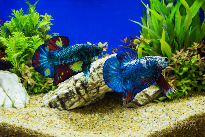 暹罗斗鱼与绿色的植物