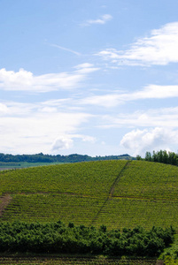 皮埃蒙特的 Langhe 山