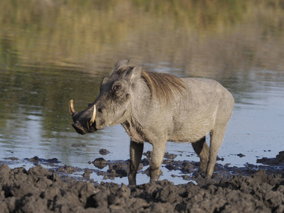 野猪, Phacochoerus aethiopicus, 单哺乳动物由水, 乌干达, 2018年8月