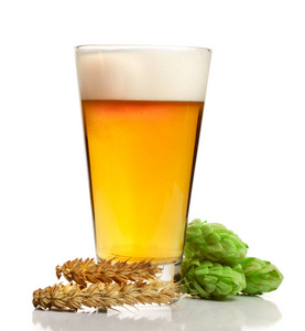 泡沫有杯啤酒跳锥体和孤立的白色背景上的小麦