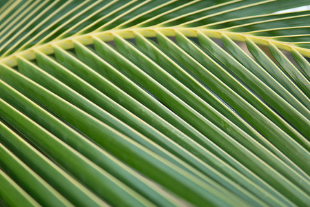 太阳越过绿色棕榈叶。宏射片椰棕榈