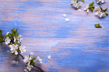 蓝色背景花瓣的白色春天的顶部视图