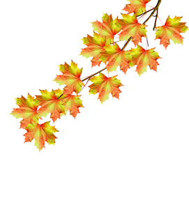 秋天，枫树叶孤立在白色背景上的分支