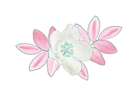 在白色背景上被隔绝的明亮的五颜六色的石楠花