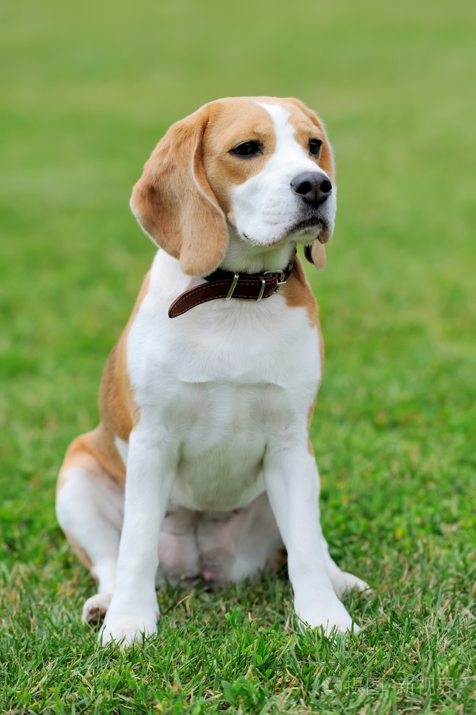 密切beagle犬